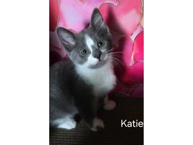 A baby small-sized female Domestic Short Hair cat named Katie for adoption in Fort Wayne, IN