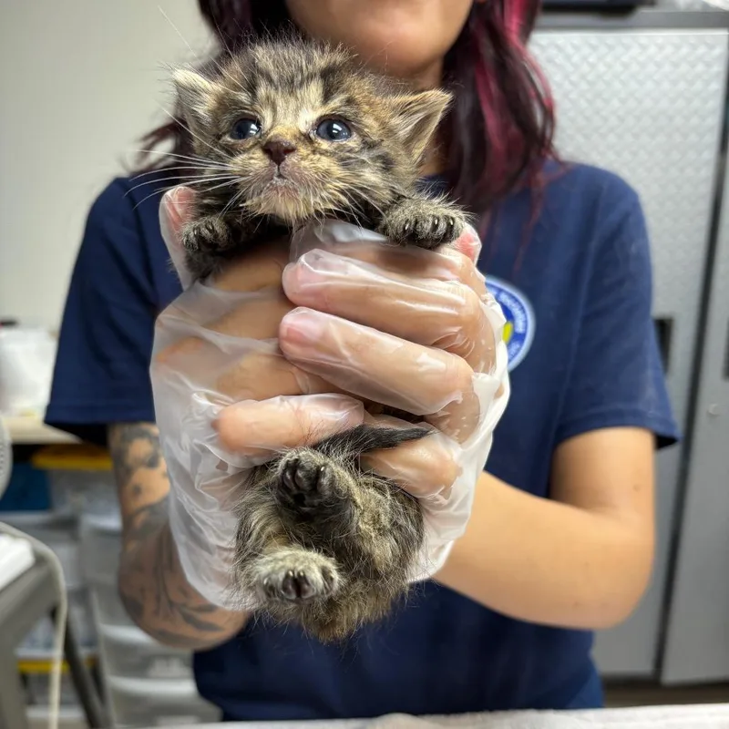 A baby small-sized female Brown / Chocolate Domestic Short Hair cat named Stella for adoption in Newark, NJ