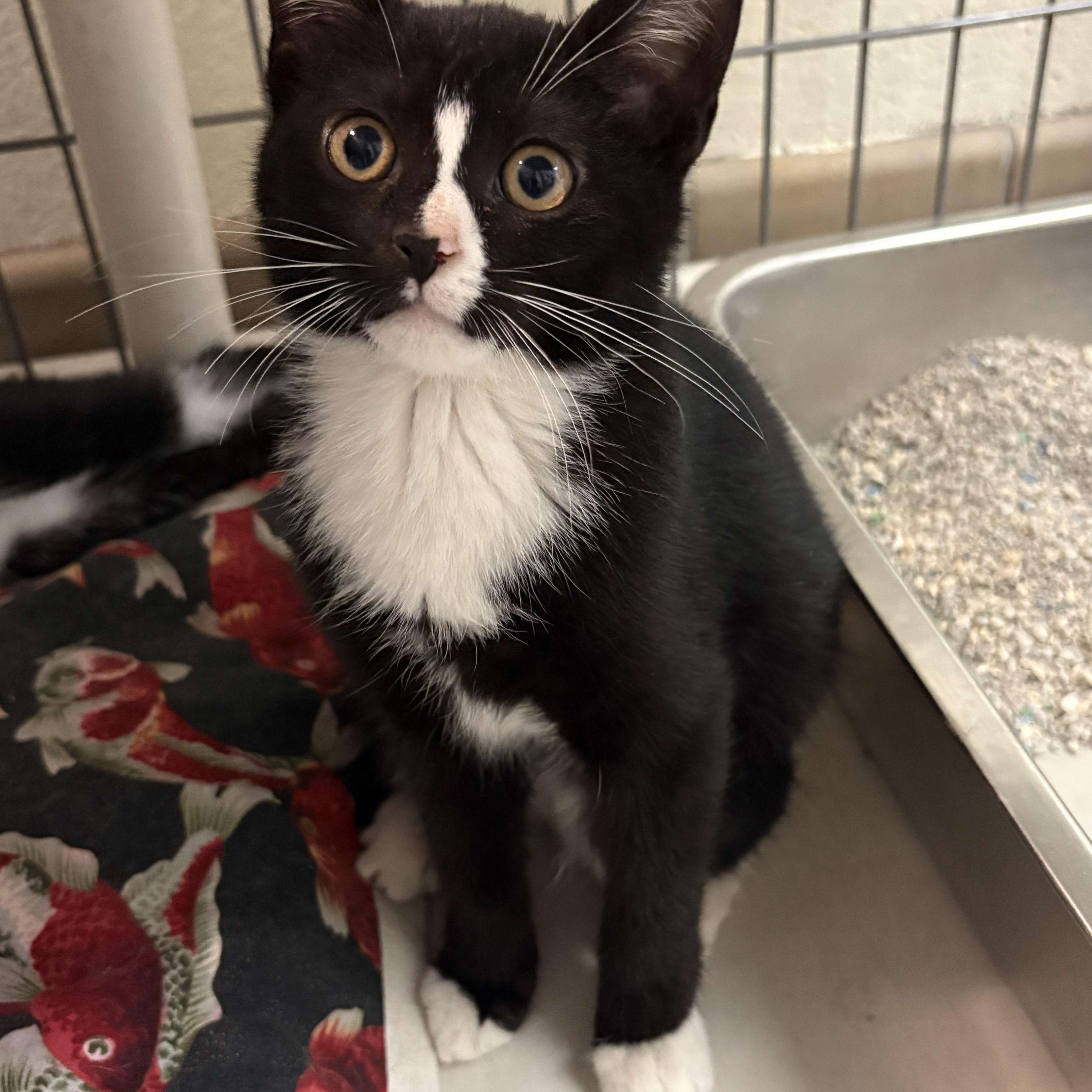 A baby medium-sized female Black & White / Tuxedo Domestic Short Hair cat named Maggie for adoption in Wantagh, NY