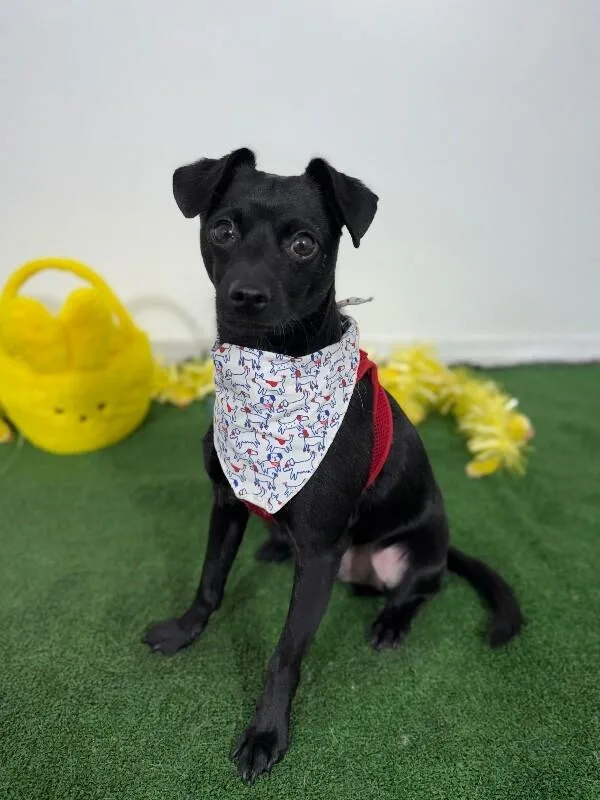 A young small-sized male Black Chihuahua dog named Kevin for adoption in Carlsbad, CA