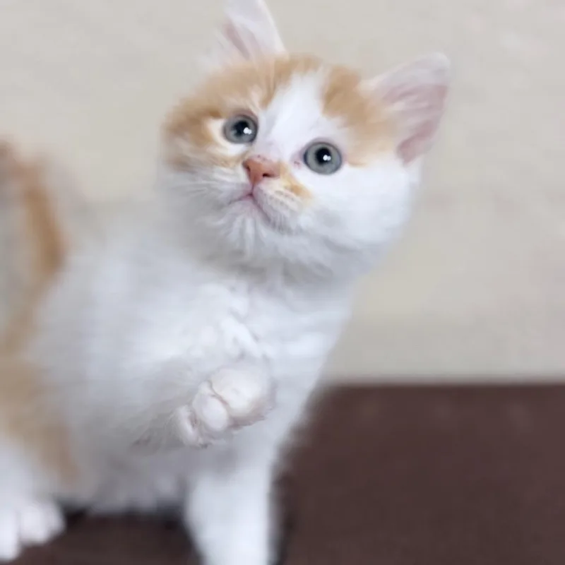 A baby small-sized male Domestic Long Hair cat named Milo for adoption in Medford, OR