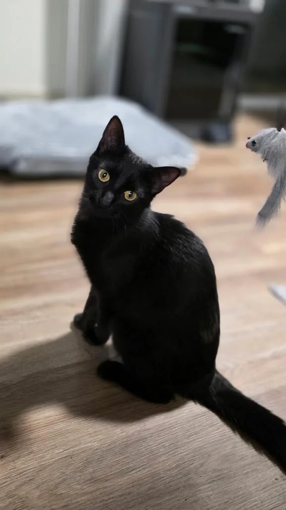 A baby medium-sized female Domestic Medium Hair cat named Maire Il for adoption in Fort Lupton, CO