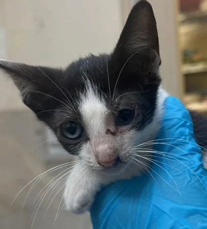A baby small-sized male Domestic Short Hair cat named Malfoy for adoption in Honolulu, HI