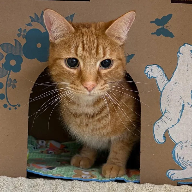 An adult medium-sized male Orange / Red Domestic Short Hair cat named Theon for adoption in West Olive, MI