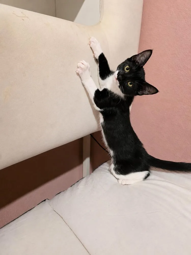 A baby small-sized female Black & White / Tuxedo Domestic Short Hair cat named Roo for adoption in DELTONA, FL
