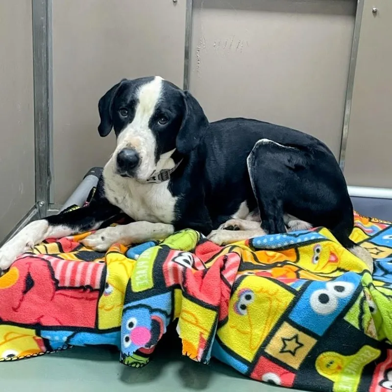 An adult medium-sized male Black Coonhound dog named "Kingsley" for adoption in Lyndhurst, VA