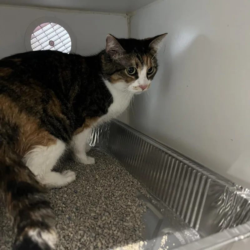 An adult medium-sized female Calico Domestic Short Hair cat named Mangonada for adoption in Dearborn, MI