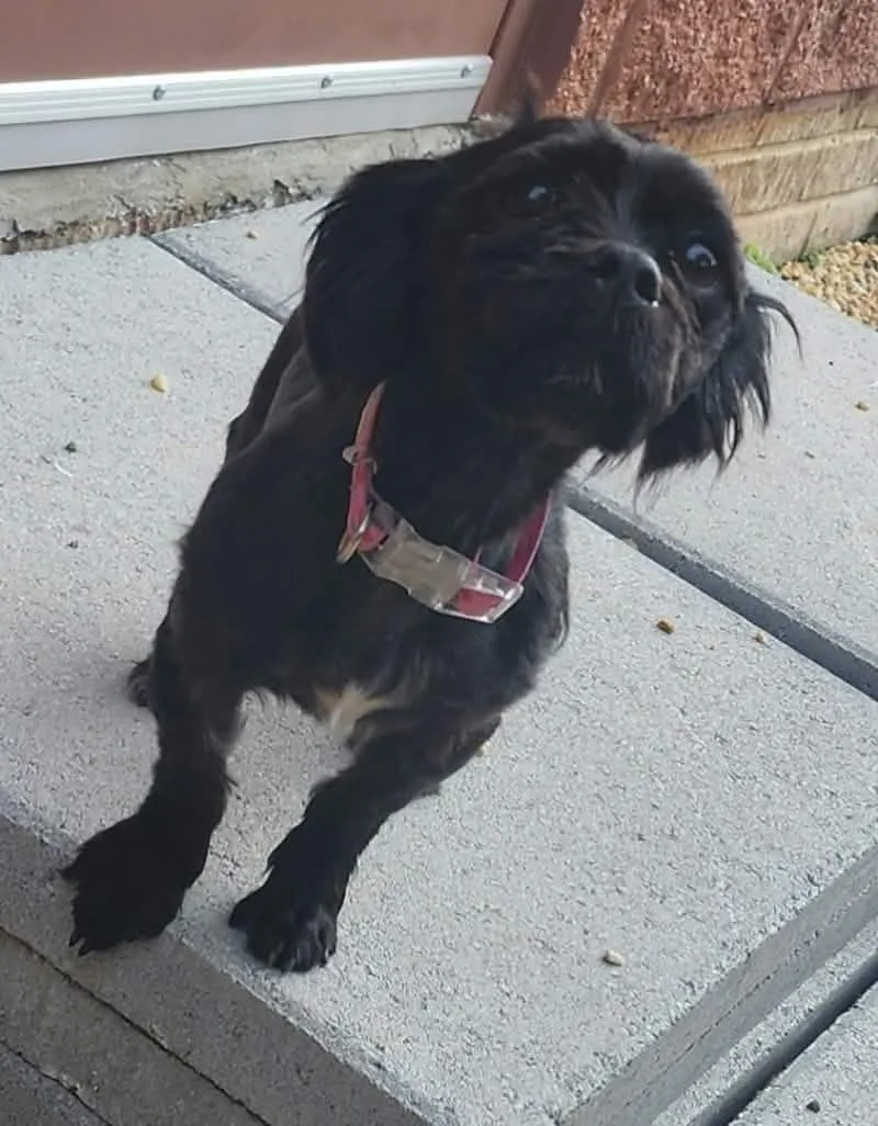 An adult small-sized female Black Shih Tzu dog named Raisin for adoption in Manassas, VA