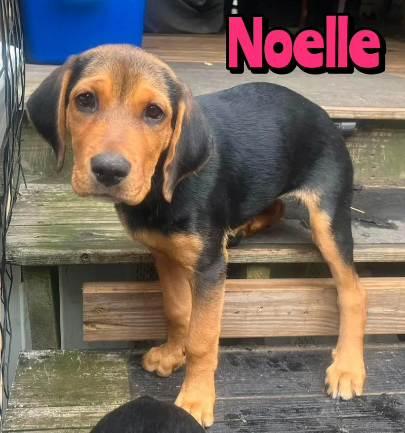 A baby large-sized female Rottweiler dog named Noelle for adoption in Holbrook, NY