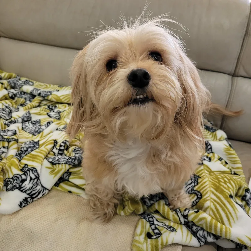 A senior small-sized female Yellow / Tan / Blond / Fawn Maltese dog named Leia for adoption in Sequim, WA