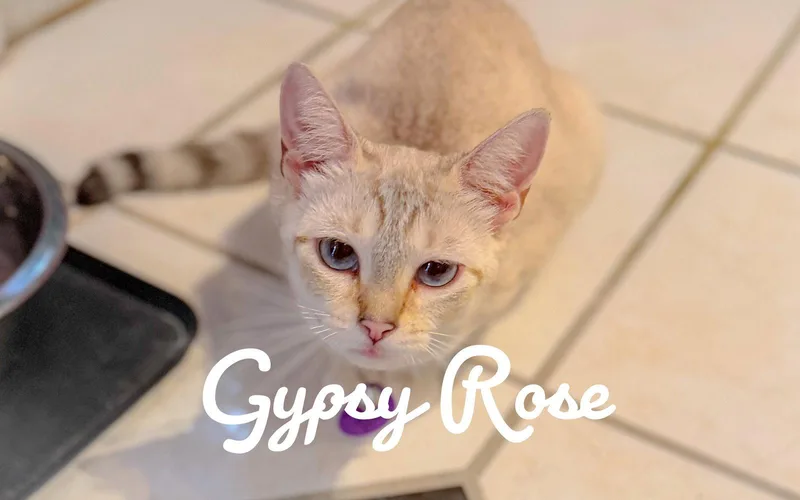 A young medium-sized female Siamese cat named Gypsy Rose for adoption in Philadelphia, PA