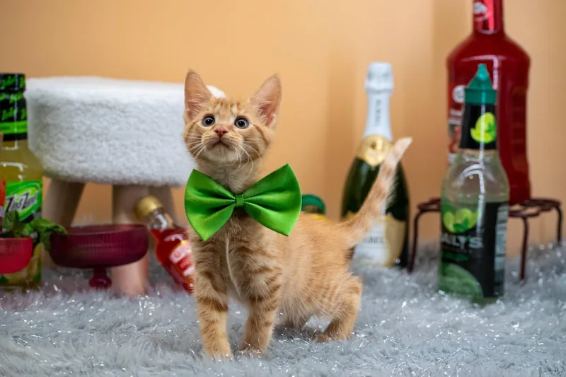 Margarita thumbnail 2