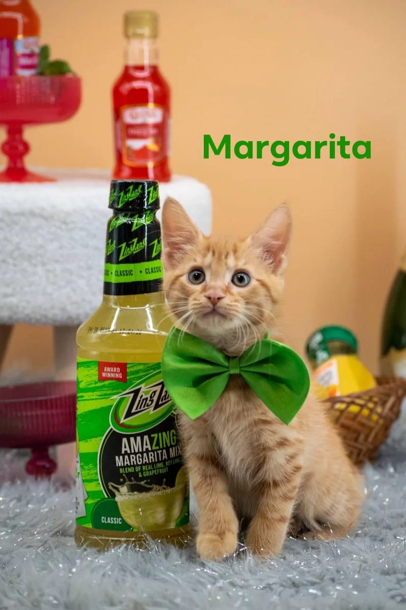 A baby small-sized male Orange & White Domestic Short Hair cat named Margarita for adoption in Sevierville, TN