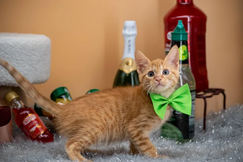 Margarita thumbnail 4