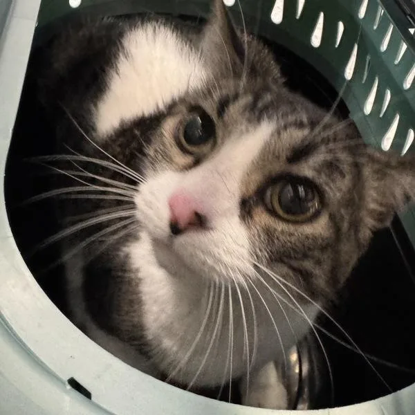 A senior medium-sized female Domestic Short Hair cat named Jazzie for adoption in Des Moines, IA