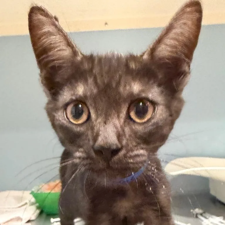 A baby small-sized male Black Domestic Short Hair cat named Dr. Strange for adoption in Chattanooga, TN