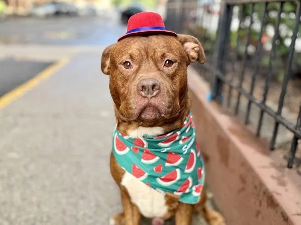 An adult large-sized male Mixed Breed dog named Knight for adoption in New York, NY