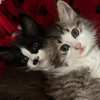 A baby small-sized male Domestic Long Hair cat named Scrat for adoption in Normal, IL