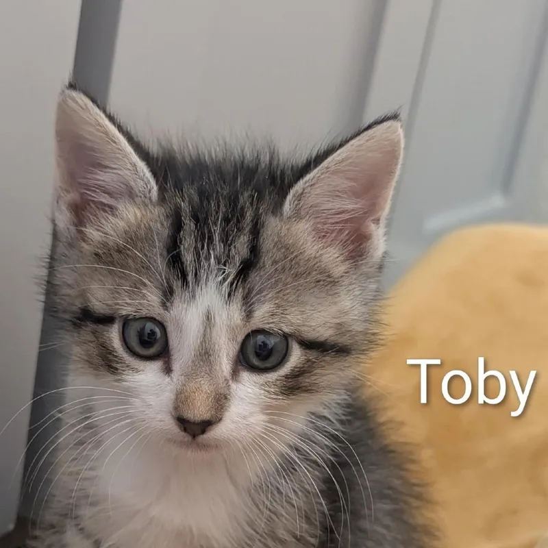 Toby