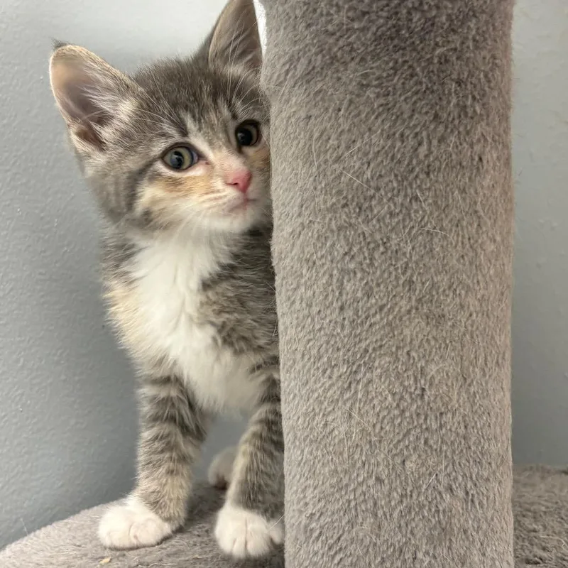 A young medium-sized female Domestic Medium Hair cat named Elsa for adoption in Crookston, MN