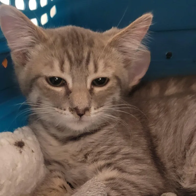 A baby small-sized male Gray / Blue / Silver Domestic Short Hair cat named Suprende for adoption in Wheeling, IL
