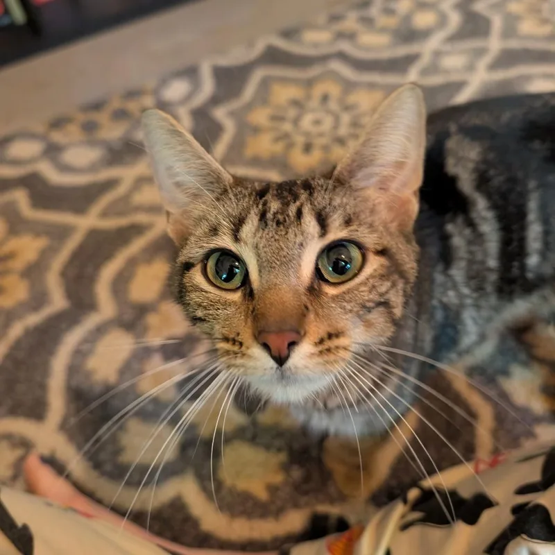 An adult medium-sized female Brown / Chocolate Domestic Short Hair cat named Bee's Knees for adoption in Evanston, IL