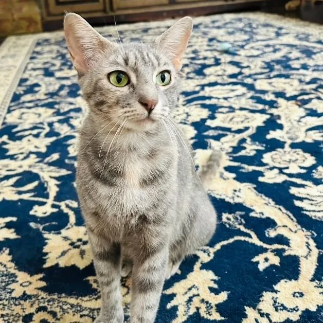 An adult medium-sized female Tabby (Gray / Blue / Silver) Tabby cat named Campbell Clark for adoption in Friendswood, TX