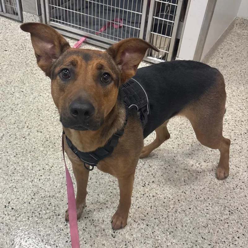 A young large-sized female Black German Shepherd Dog dog named Magnolia for adoption in Nashville, IN