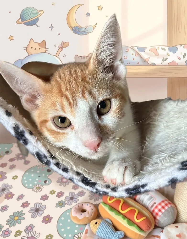 A baby medium-sized male Orange & White Tabby cat named ColbyjackQ for adoption in North Highlands, CA