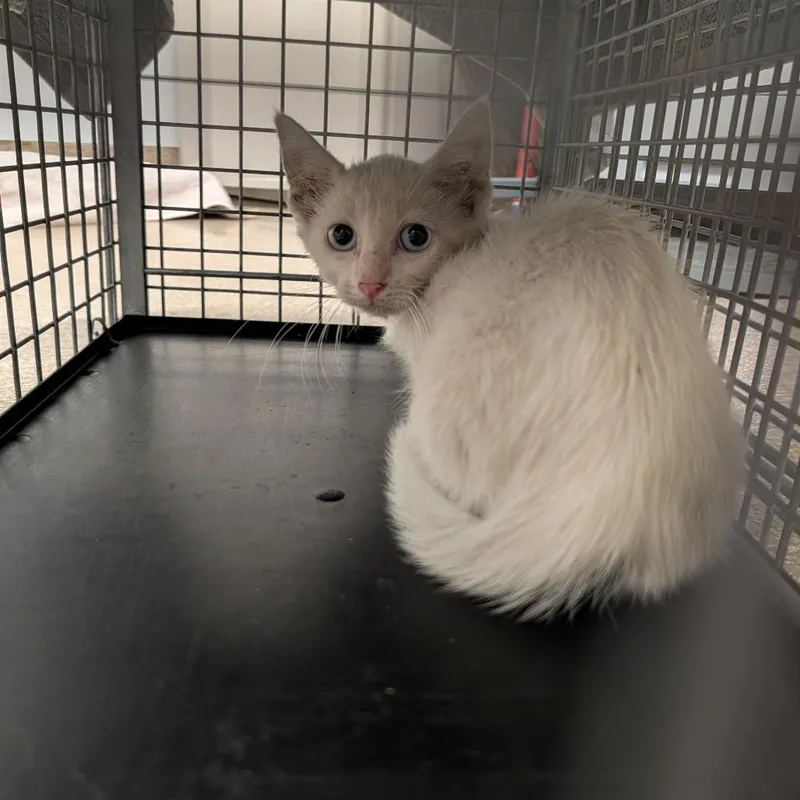 A baby small-sized male White Domestic Short Hair cat named Toad for adoption in League City, TX