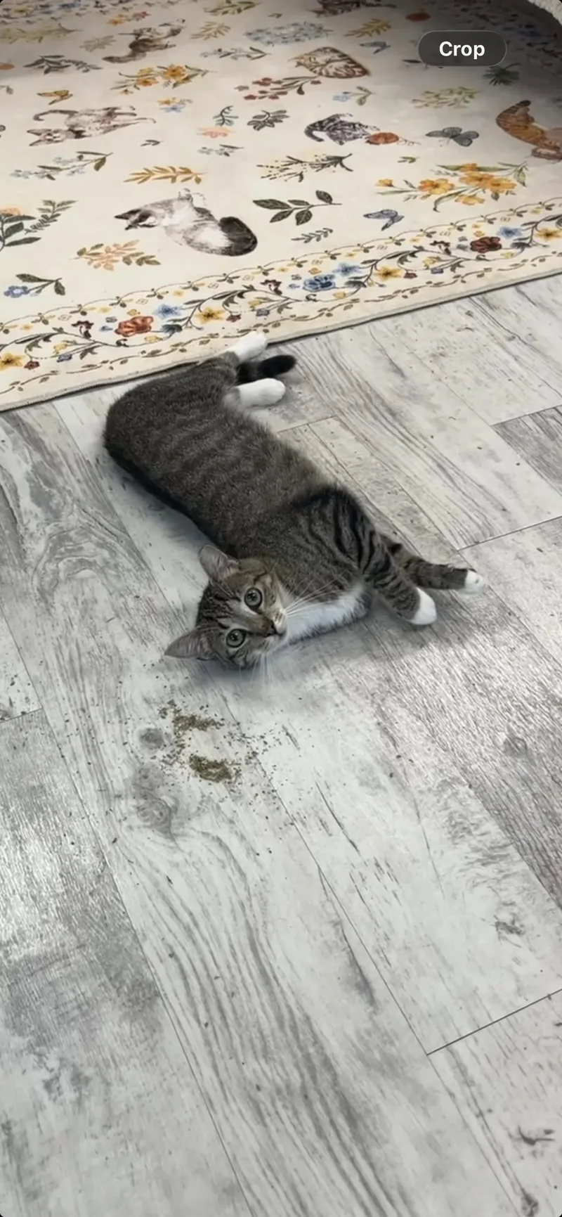 A young medium-sized female Tabby cat named Maggie for adoption in Altoona, PA