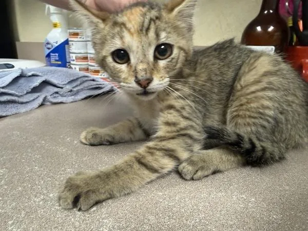 A baby small-sized female Domestic Short Hair cat named Bellrose for adoption in Salisbury, MD