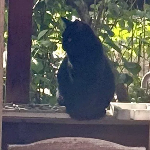 An adult medium-sized male Black Domestic Short Hair cat named Fred for adoption in Seven Valleys, PA