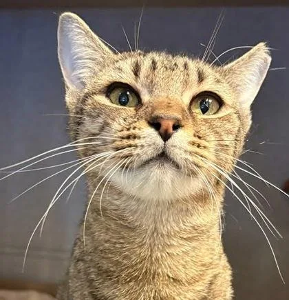 An adult small-sized female Domestic Short Hair cat named Makayla for adoption in Washington, DC
