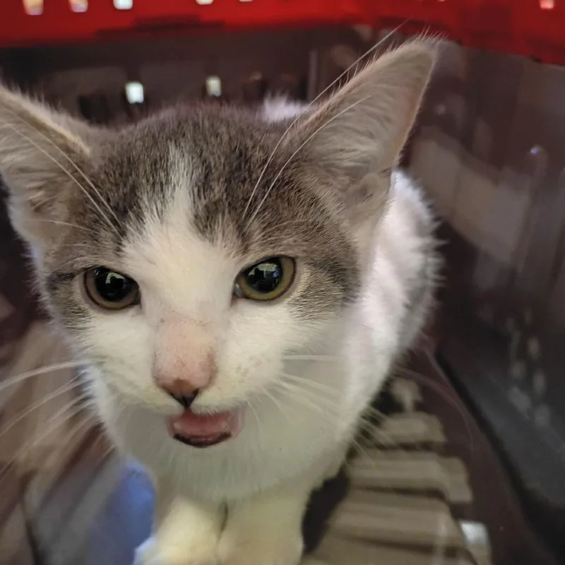 A baby small-sized female White Domestic Short Hair cat named Argentine for adoption in Lynchburg, VA