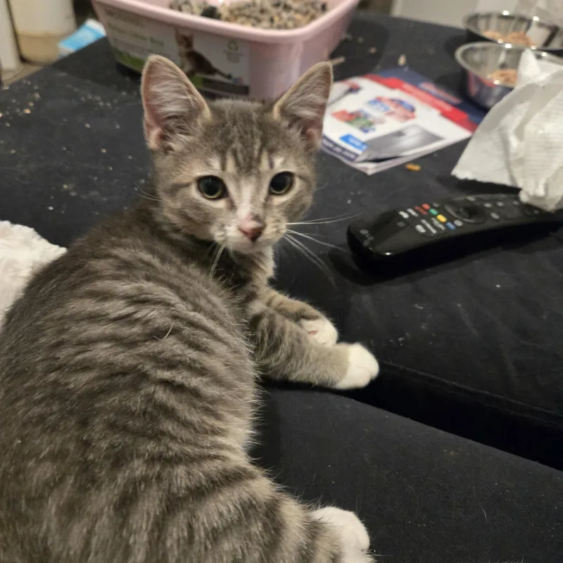 Remy