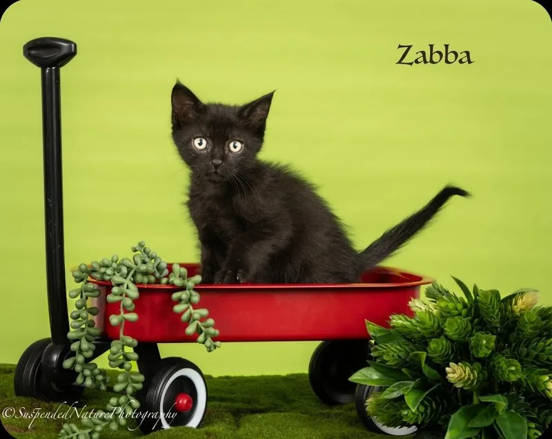 A baby small-sized male Domestic Short Hair cat named Zabba for adoption in San Jacinto, CA