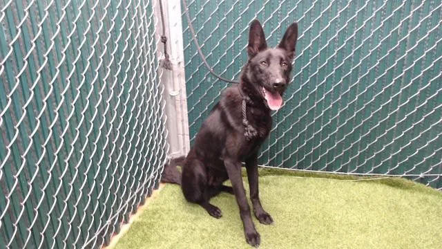 A young medium-sized male German Shepherd Dog dog named Draco for adoption in Downey, CA