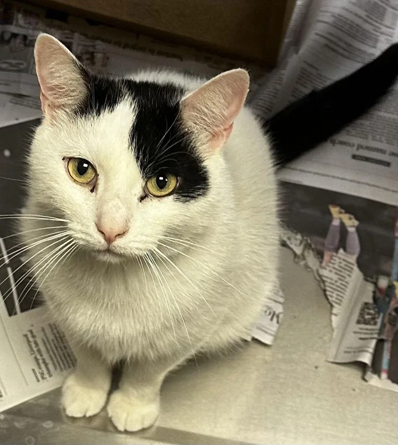 Patchespurring Sidekick! thumbnail 2