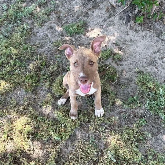 A young medium-sized female Brown / Chocolate Pit Bull Terrier dog named Felisha for adoption in Valdosta, GA