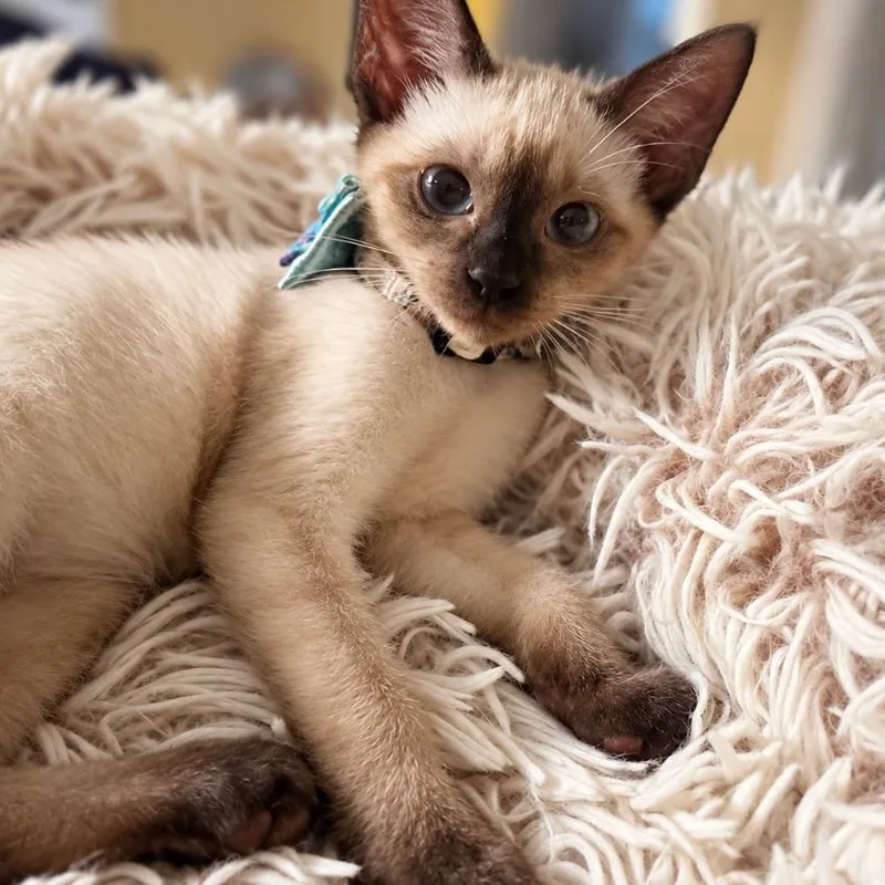 A baby small-sized female Seal Point Siamese cat named Maid Marian for adoption in Boerne, TX