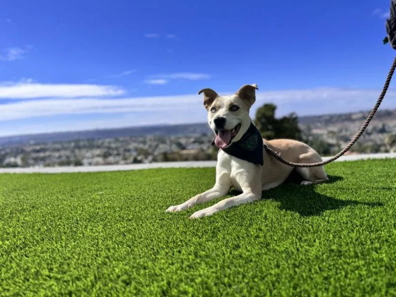 Stevie Licks thumbnail 2