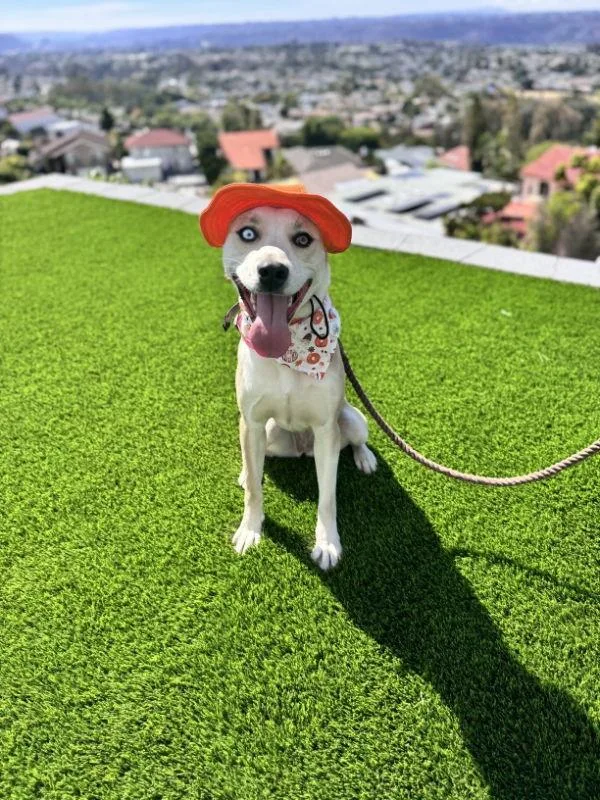 Stevie Licks thumbnail 3