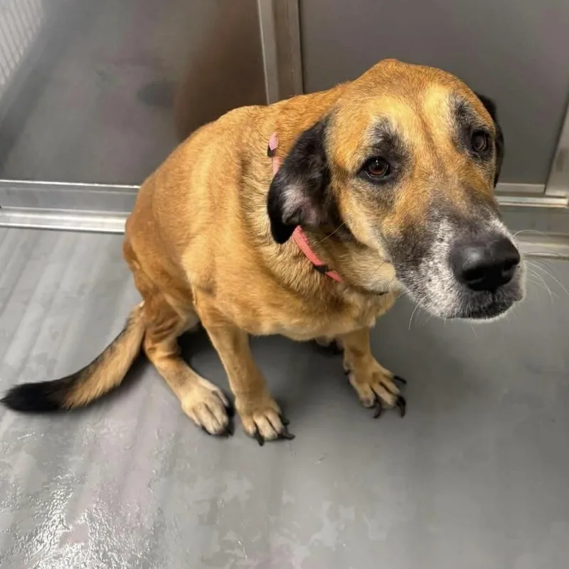 A senior large-sized female Yellow / Tan / Blond / Fawn Mixed Breed dog named Nancee for adoption in Fredericksburg, VA