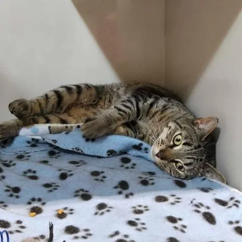 An adult medium-sized female Tabby (Brown / Chocolate) Domestic Short Hair cat named Mary for adoption in East Brunswick, NJ