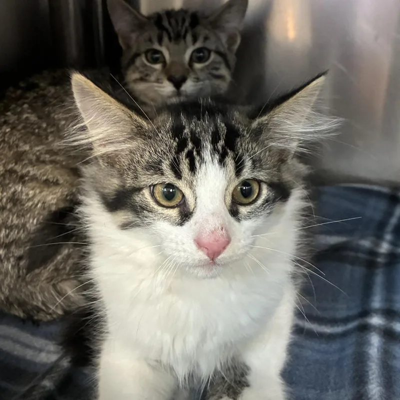 A baby small-sized male White Domestic Medium Hair cat named Rocky for adoption in Windsor, VA