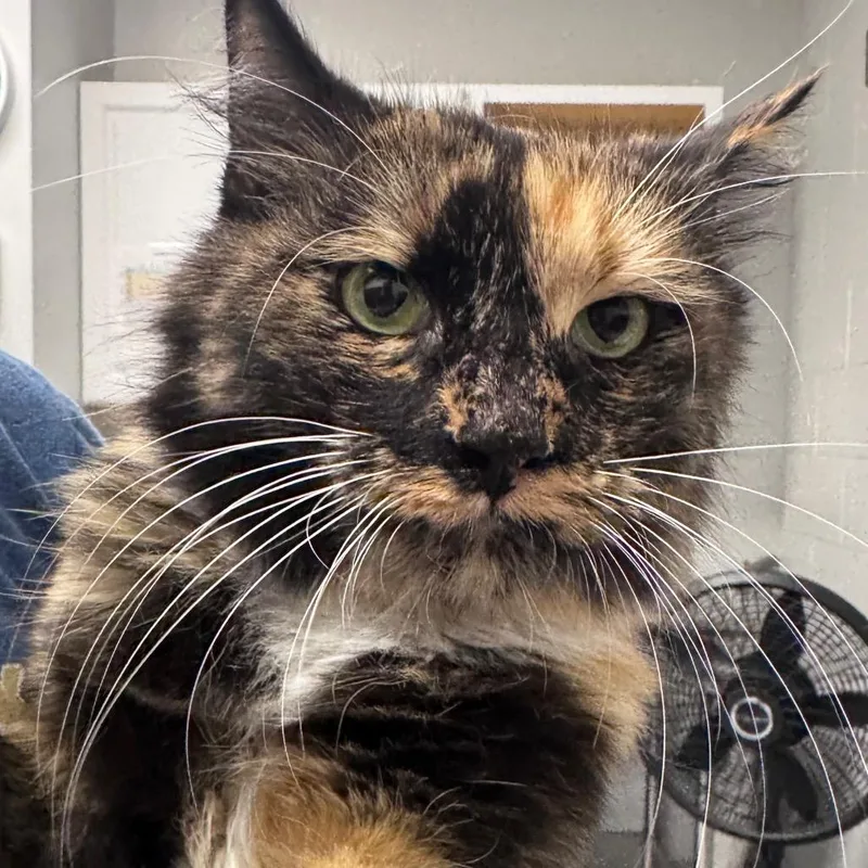 An adult medium-sized female Calico Domestic Medium Hair cat named Rosie for adoption in Greenville, SC