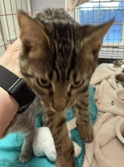 A baby medium-sized male Domestic Short Hair cat named Stinker for adoption in Windsor, CT