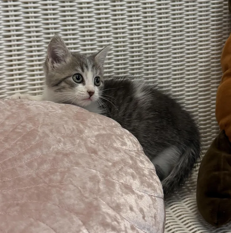 A baby medium-sized female Domestic Short Hair cat named Jenny for adoption in Slidell, LA