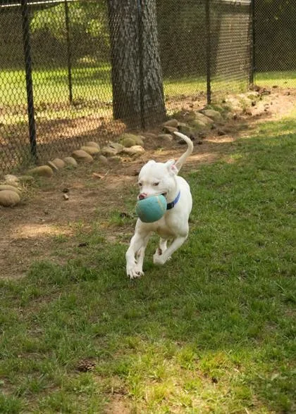 An adult medium-sized male Mixed Breed dog named Cuervo for adoption in Aiken, SC